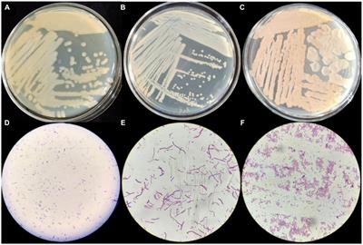 Mechanism on the promotion of host growth and enhancement of salt tolerance by Bacillaceae isolated from the rhizosphere of Reaumuria soongorica